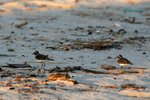 04 Three-banded Plover