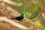 116 Madagascar Green Sunbird