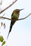 117 Madagascar Bee-eater