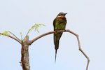 118  Madagascar Bee-eater