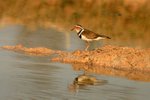 21 Three-banded Plover
