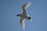 55 Red-tailed Tropic-bird