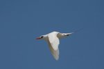 59 Red-tailed Tropic-bird