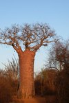 77 Ifaty spiny forest - Baobab tree & Didiereaceae