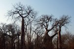 78 Ifaty spiny forest - Baobab tree & Didiereaceae
