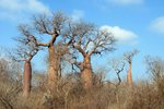 80 Ifaty spiny forest - Baobab tree & Didiereaceae