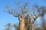 83 Ifaty spiny forest - Baobab tree & Didiereaceae