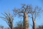 86 Ifaty spiny forest - Baobab tree & Didiereaceae