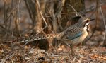95 Long-tailed Ground-roller