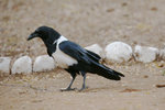 100 Pied Crow