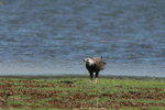 14.2 Madagascar Fish Eagle