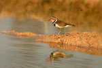 27 Three-banded Plover