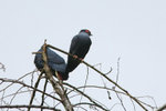 30 Madagascar Blue Pigeon
