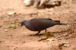 32.2 Madagascar Turtle Dove