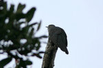 35 Madagascar Lesser Cuckoo