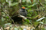 42 Red-fronted Coua