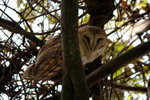 44.1 Barn Owl