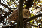 44.2 Barn Owl