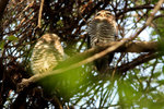 45.1 White-browed Owl