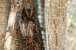 46.1 Madagascar Scops Owl