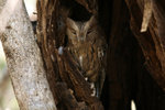 46.2 Madagascar Scops Owl