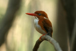 51.1 Madagascar Pygmy Kingfisher