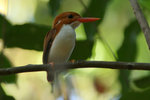 51.2 Madagascar Pygmy Kingfisher