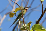 52.1 Madagascar Bee-eater