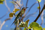 52.2 Madagascar Bee-eater