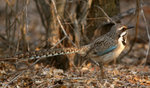 56.2 Long-tailed Ground-roller