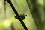 59.2 Common Sunbird-Asity (F)