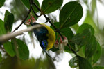 60.1 Yellow-bellied Sunbird-Asity (M)
