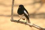64.1 Madagascar Magpie Robin (M)