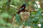 70.4 Madagascar Paradise Flycatcher (M&F)