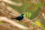 80.1 Madagascar Green Sunbird (M)