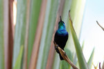 80.2 Madagascar Green Sunbird (M)