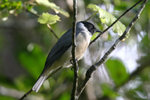 90.2 Madagascar Cuckoo Shrike