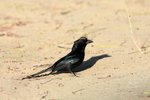 92.1 Crested Drongo