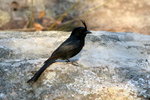 92.2 Crested Drongo