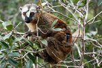 13 Common Brown Lemur