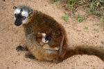14 Common Brown Lemur