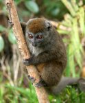 25 Grey Bamboo Lemur