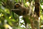 27 Golden Bamboo Lemur