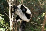 35 Black-and-white Ruffed Lemur