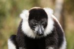 36 Black-and-white Ruffed Lemur