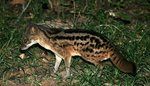 41 Malagasy Striped Civet (Fanaloka)