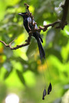 03 Greater Racket-tailed Drongo