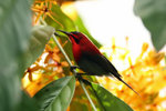06 Crimson Sunbird