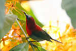 07 Crimson Sunbird