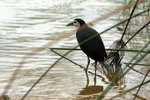 08 White-breasted Waterhen